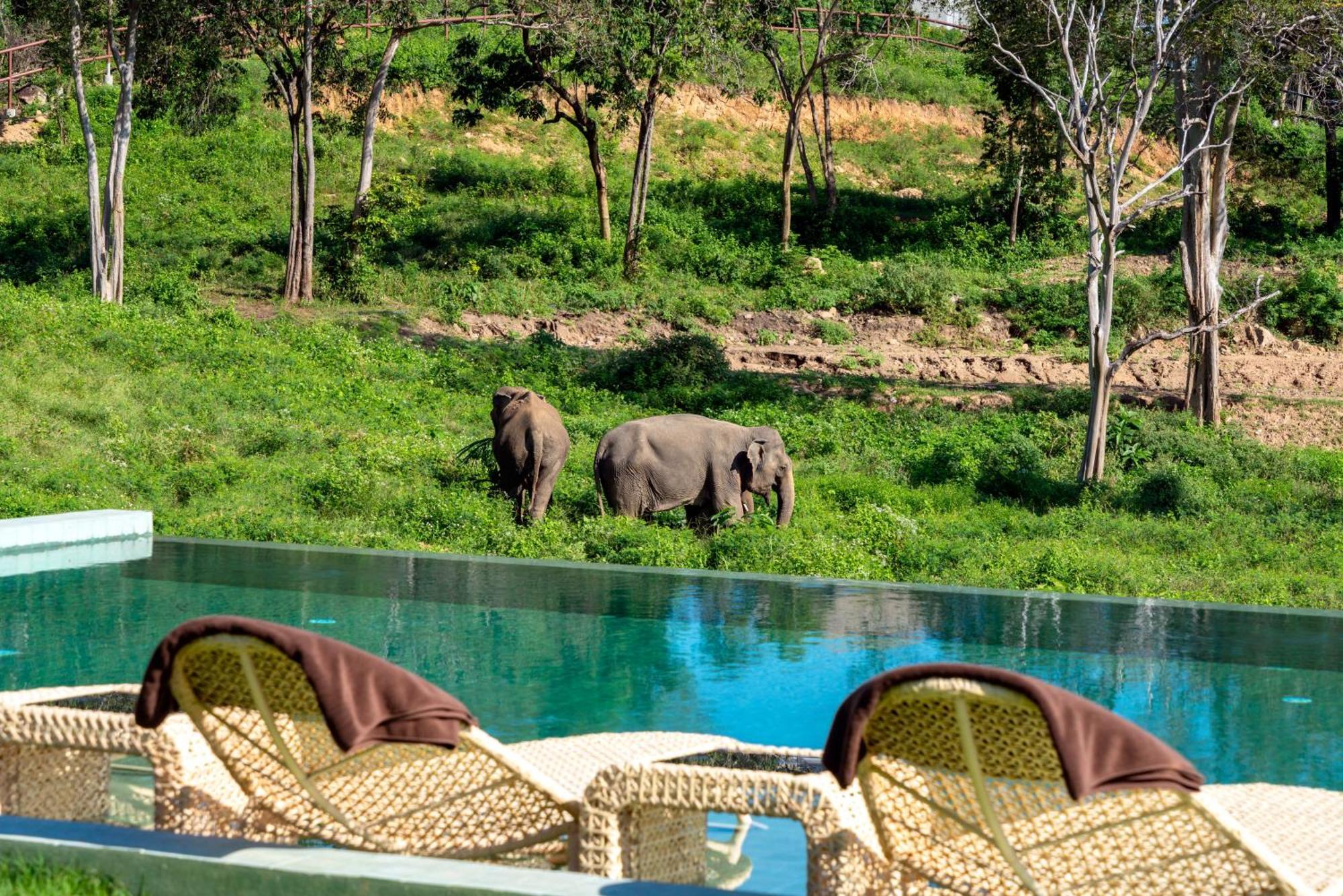 Wild Cottages Elephant Sanctuary Resort Amphoe Koksamui المظهر الخارجي الصورة