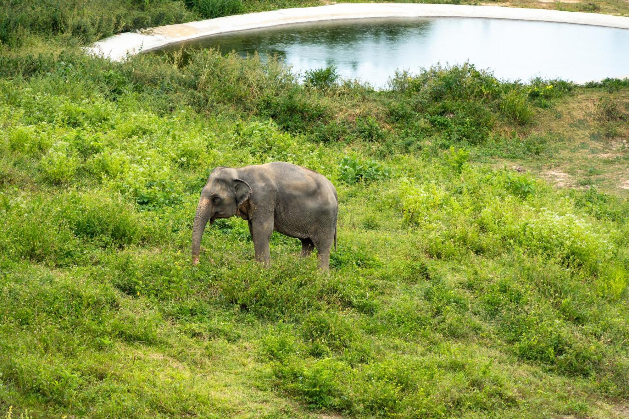 Wild Cottages Elephant Sanctuary Resort Amphoe Koksamui المظهر الخارجي الصورة