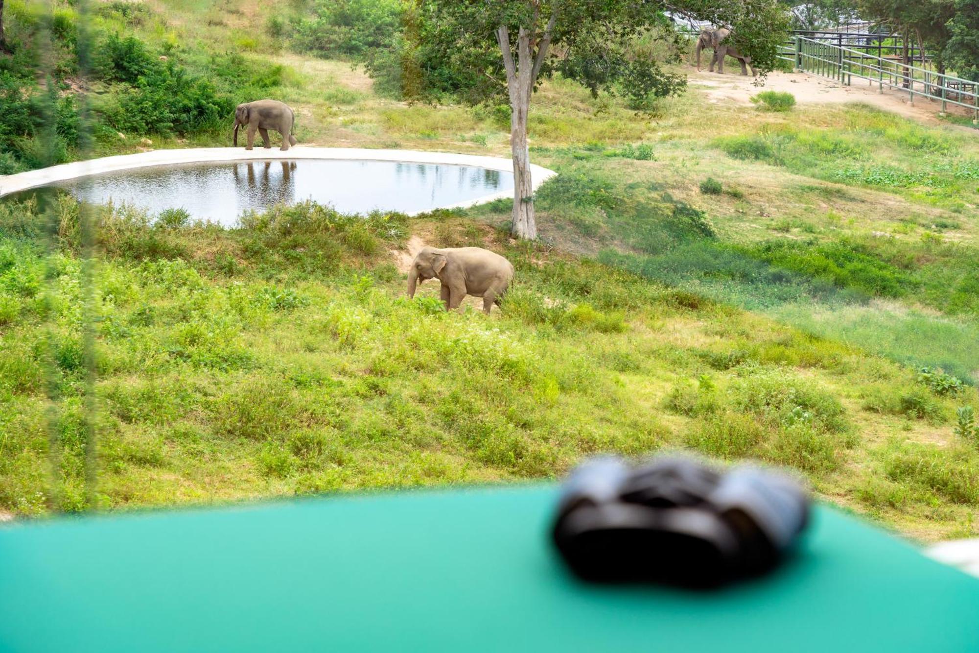 Wild Cottages Elephant Sanctuary Resort Amphoe Koksamui المظهر الخارجي الصورة
