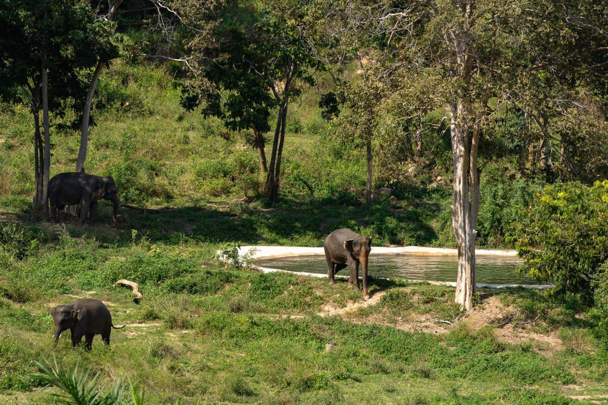 Wild Cottages Elephant Sanctuary Resort Amphoe Koksamui المظهر الخارجي الصورة