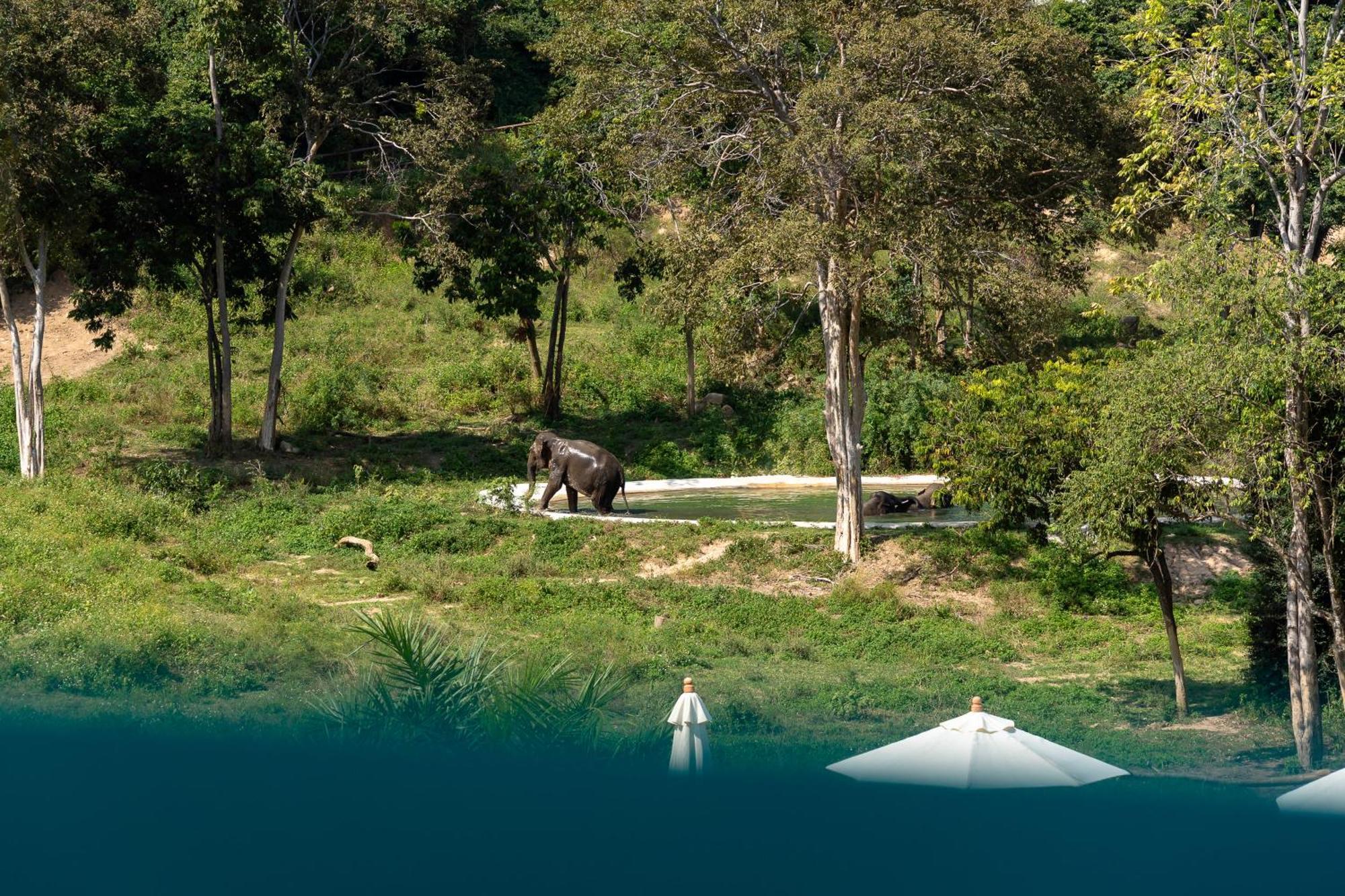 Wild Cottages Elephant Sanctuary Resort Amphoe Koksamui المظهر الخارجي الصورة