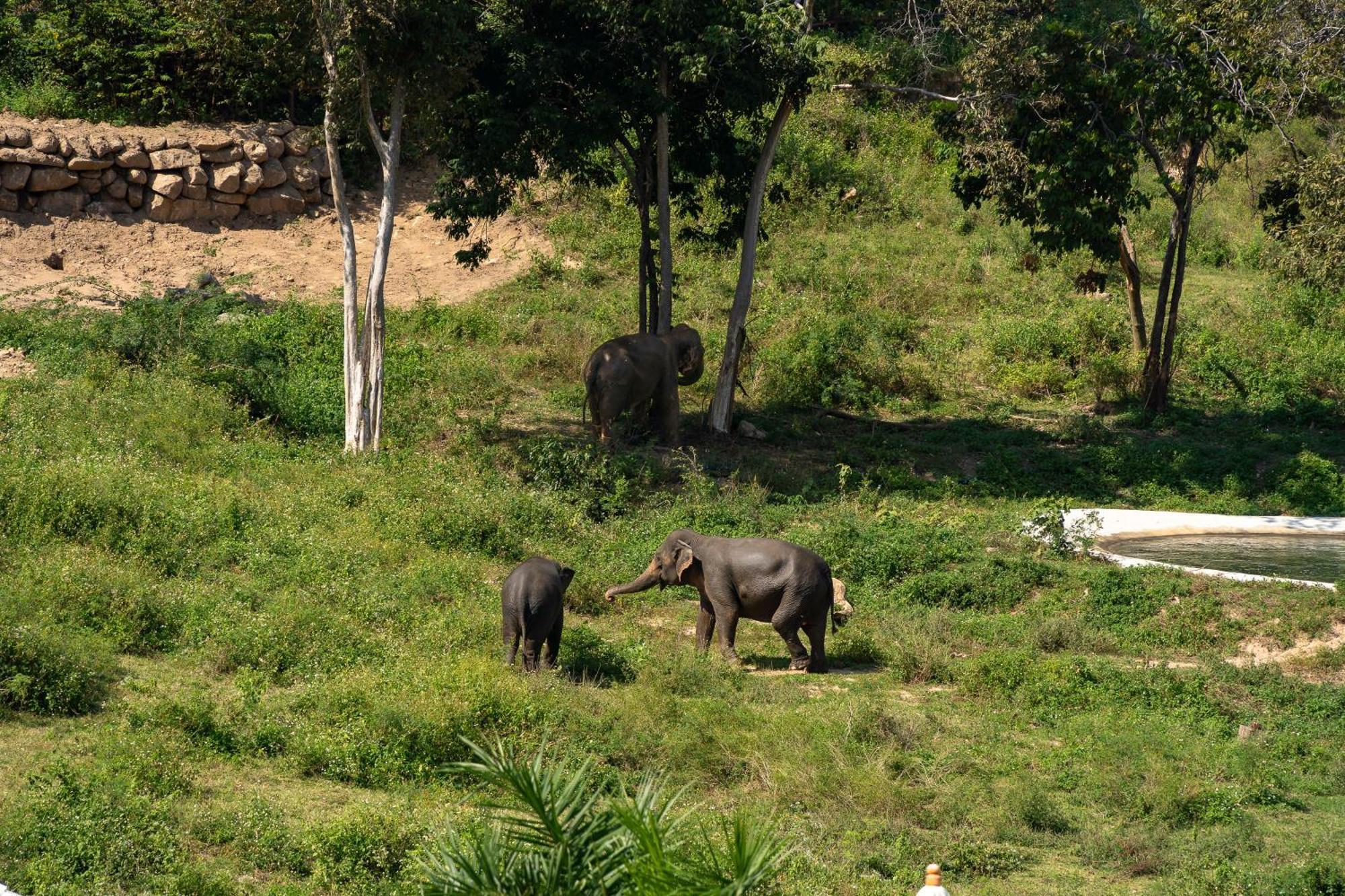 Wild Cottages Elephant Sanctuary Resort Amphoe Koksamui المظهر الخارجي الصورة