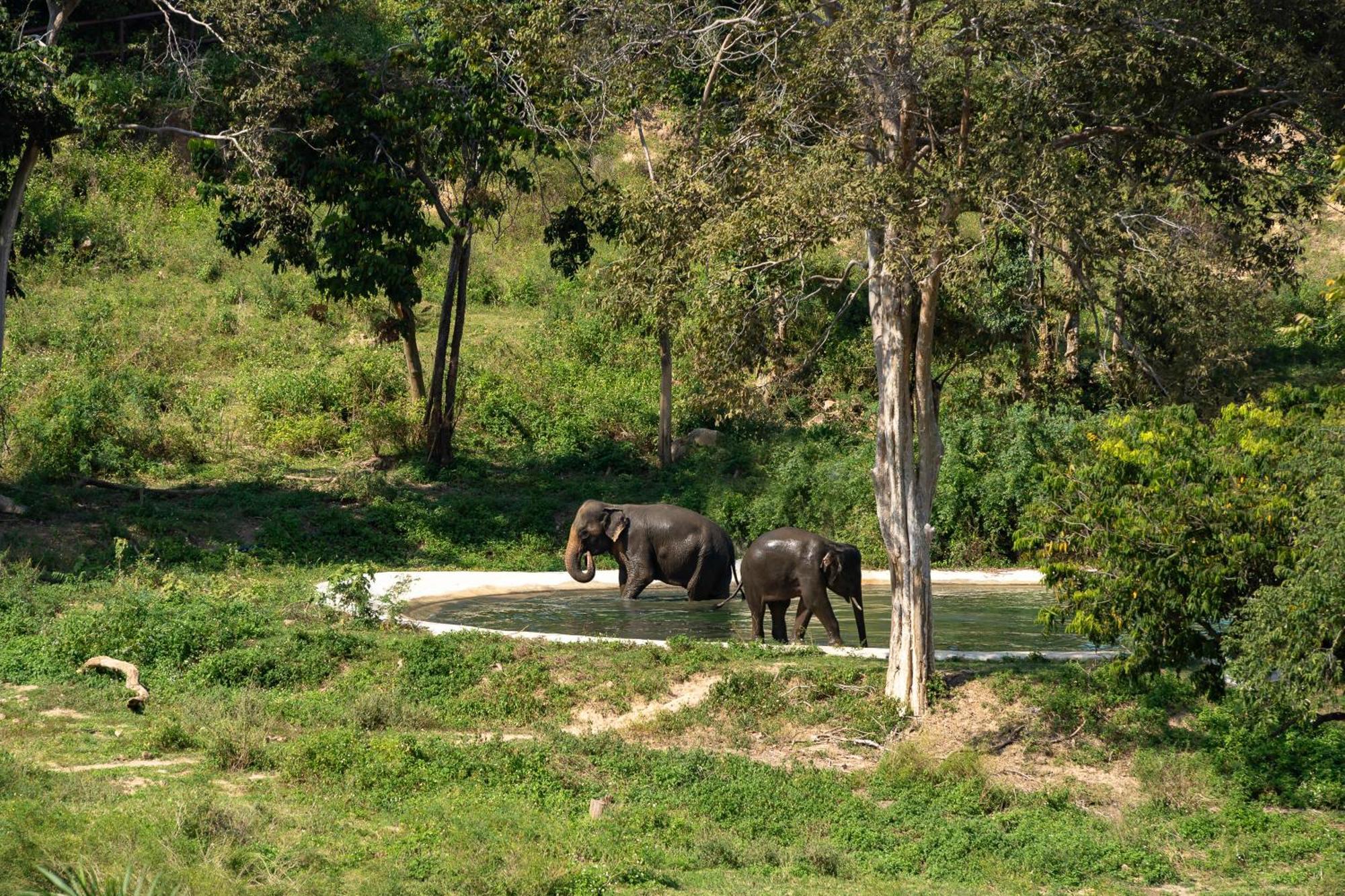 Wild Cottages Elephant Sanctuary Resort Amphoe Koksamui المظهر الخارجي الصورة