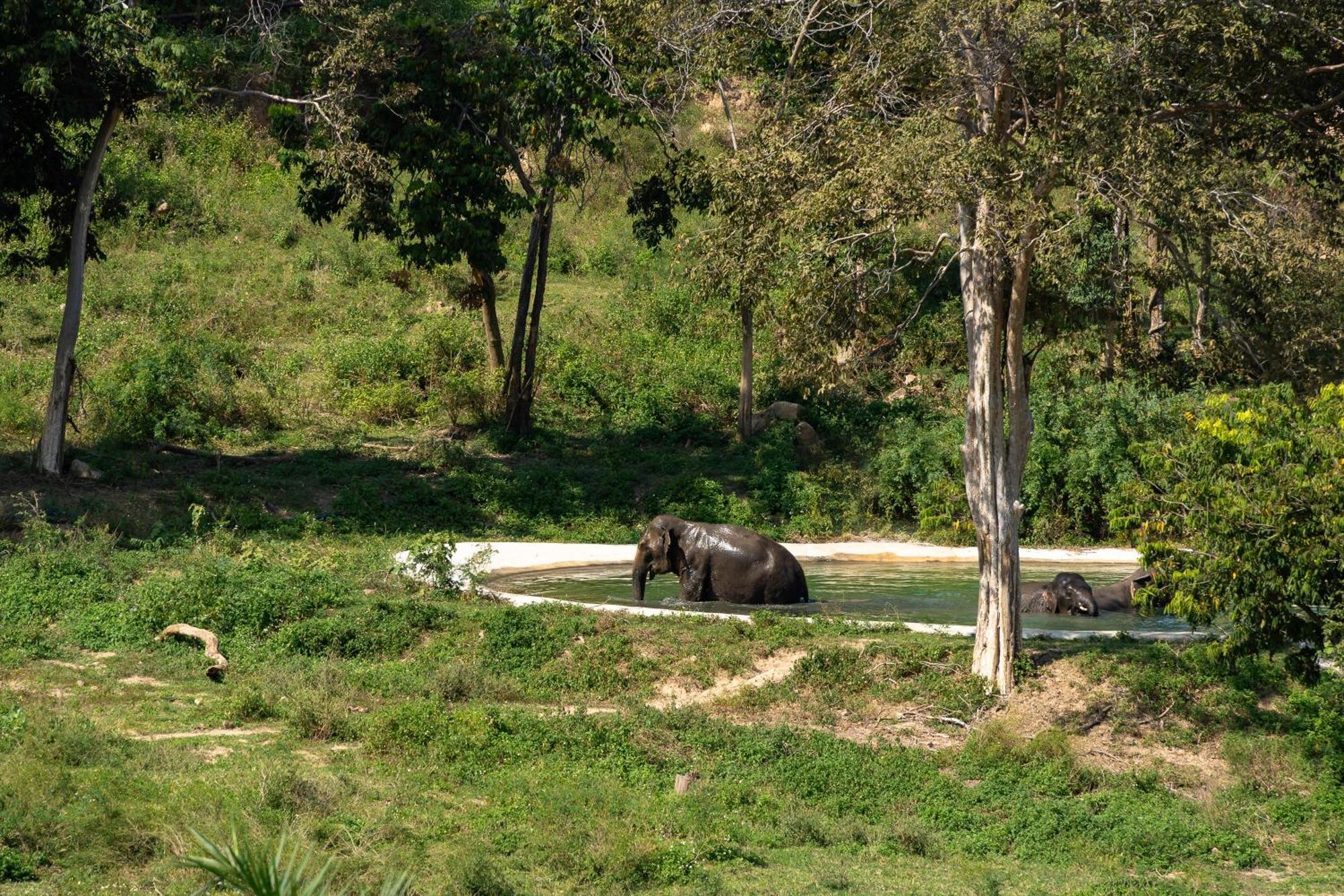 Wild Cottages Elephant Sanctuary Resort Amphoe Koksamui المظهر الخارجي الصورة