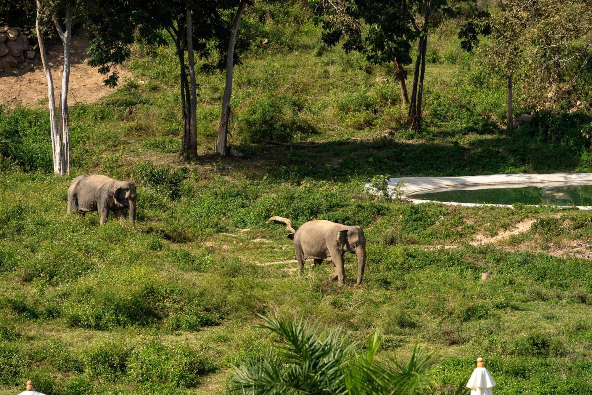 Wild Cottages Elephant Sanctuary Resort Amphoe Koksamui المظهر الخارجي الصورة